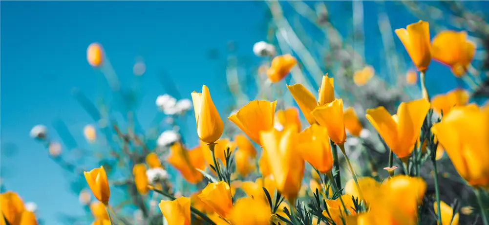 黄色の花々